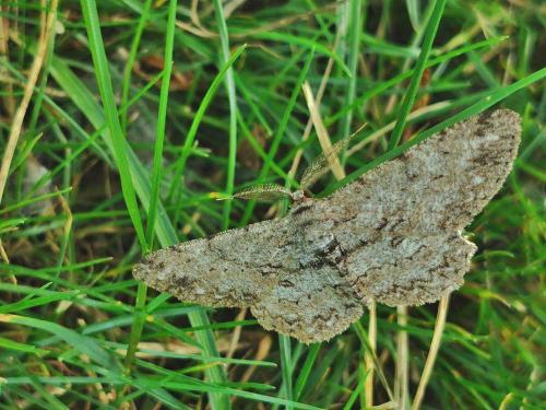Réf. 330 218 : Hypomecis punctinalis